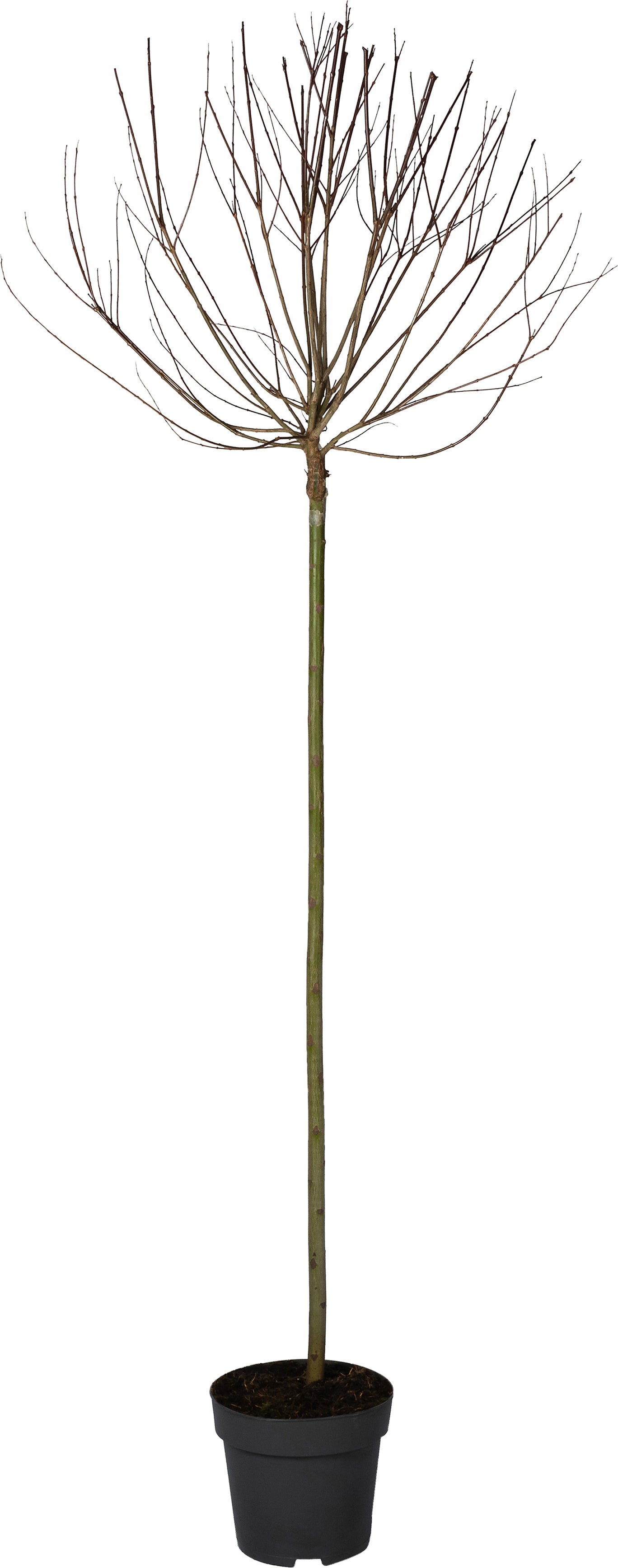 Bonte Wilg op stam (Salix integra 'Hakuro Nishiki') D 27 H 180 cm