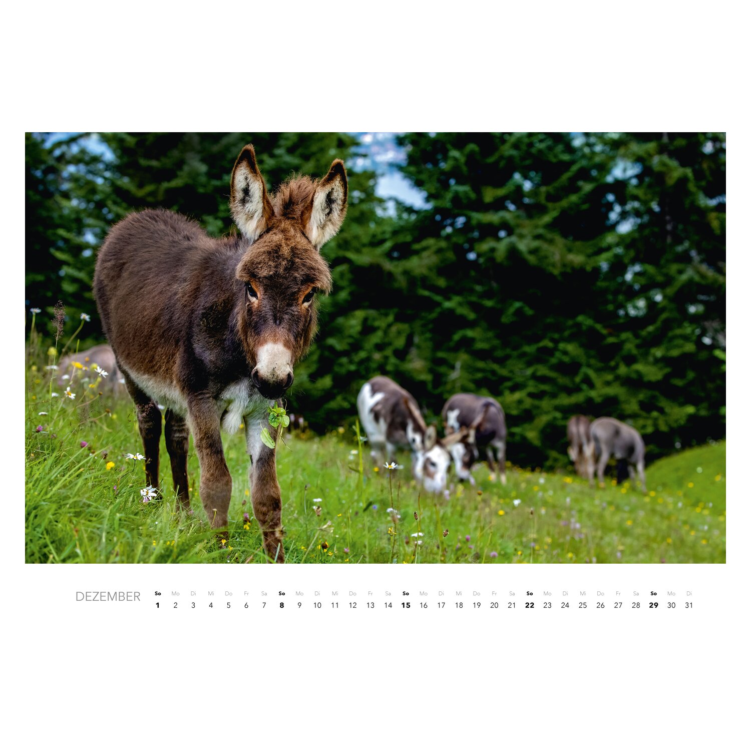 Kalender Esel  - 2024