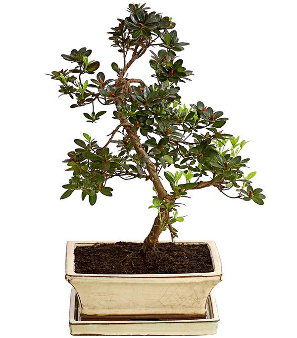 Outdoor-Bonsai Japanische Azalee - Azalee