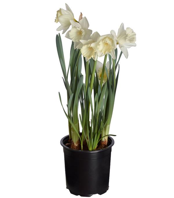 Narzisse 'Mount Hood'