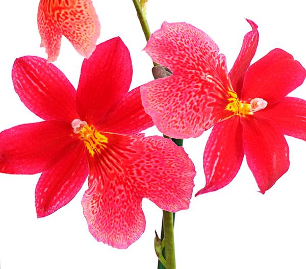Burrageara-Orchidee - Burrageara cultivars