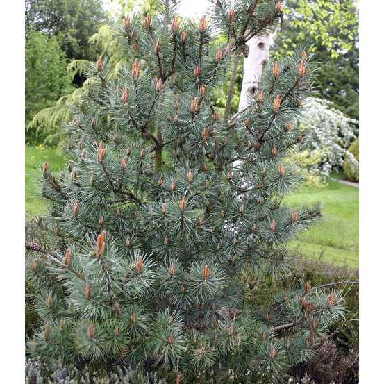 Pinus parviflora Glauca : H 30/40 cm : ctr 6 L