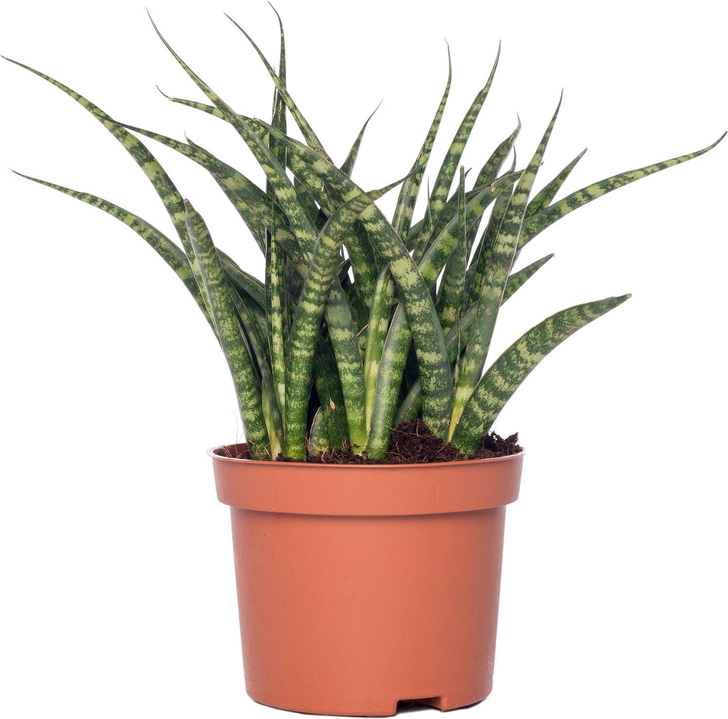 Vrouwentong (Sansevieria 'Fernwood Punk') D 10 H 30 cm