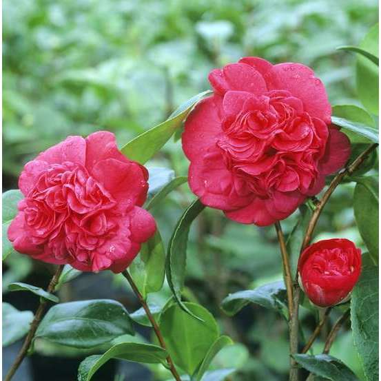 Camellia 'Léonard de Vinci : H 40/50 cm, ctr 3 Litres