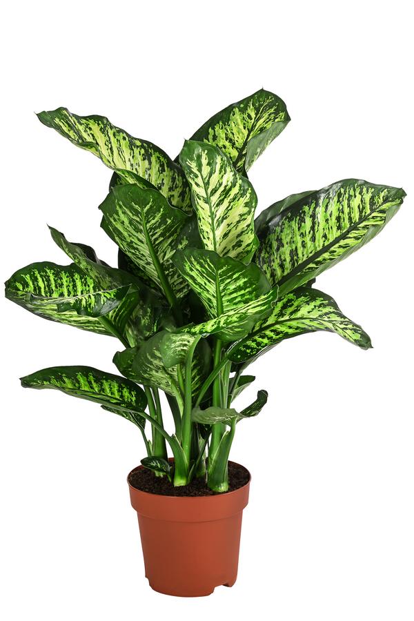 Dieffenbachie - Dieffenbachia seguine 'Maroba'