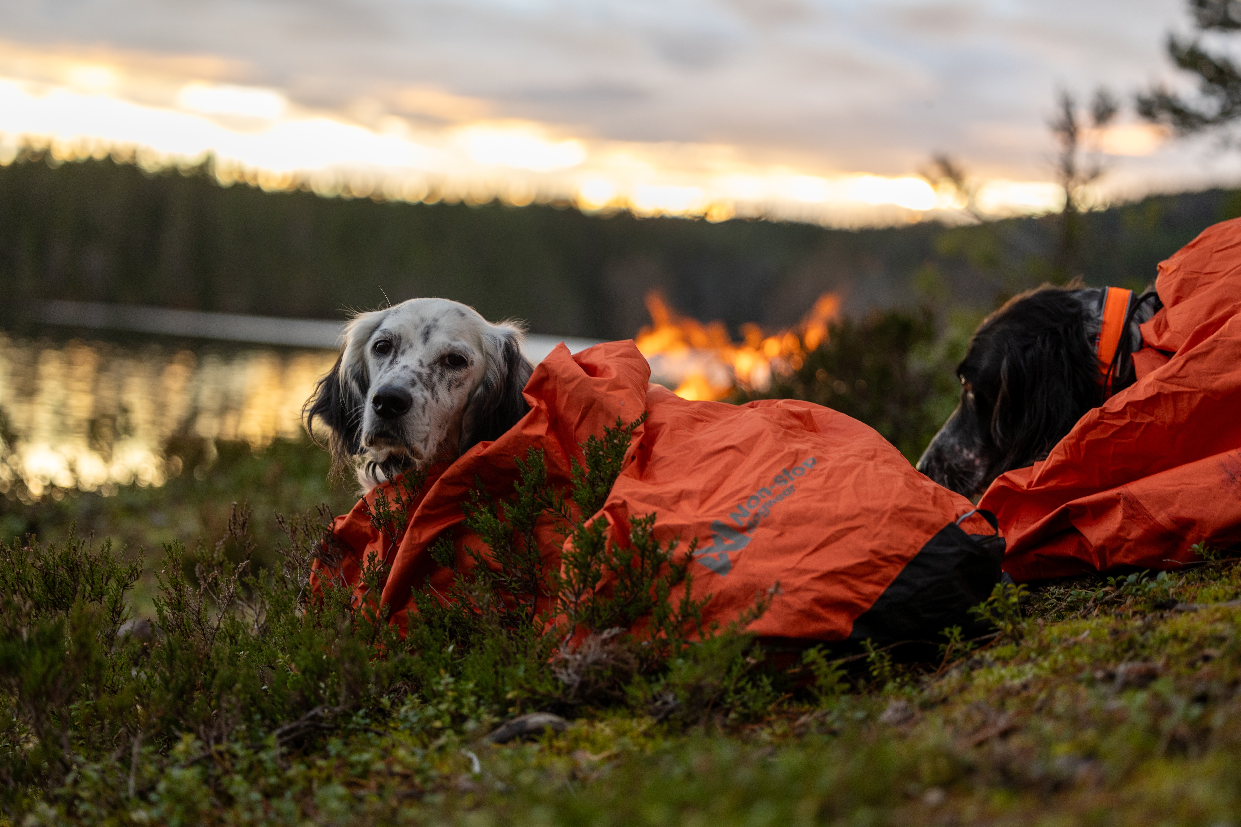 Kjøp Non-Stop Dogwear Bivvy Bag fra Hekta på tur!