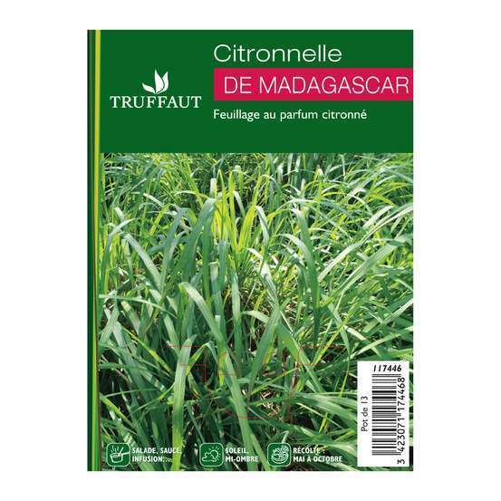 Plant de citronnelle de Madagascar : pot de 1 litre