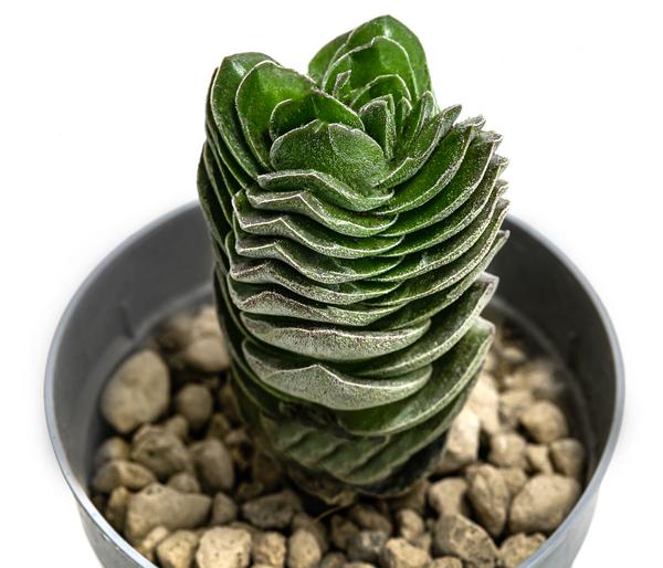 Dickblatt - Crassula pyramidalis 'Buddha's