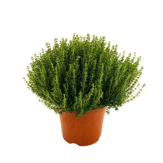 Plant de thym commun : pot de 3 litres