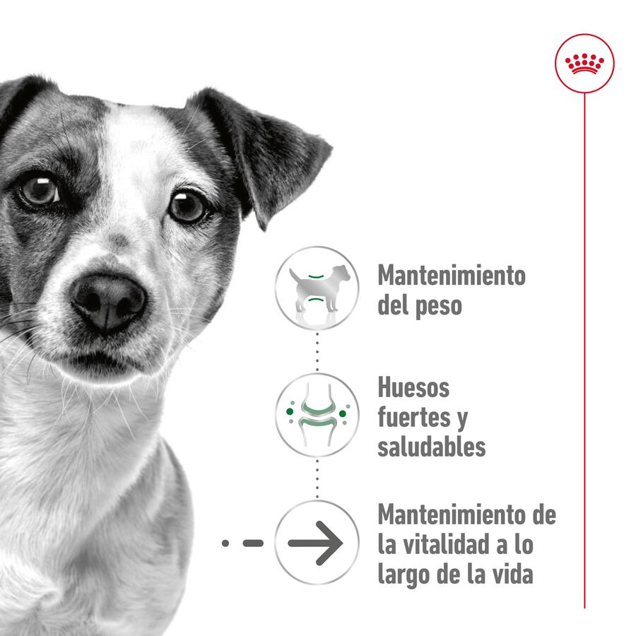 Ração Royal Canin Mini 12+ para cães idosos