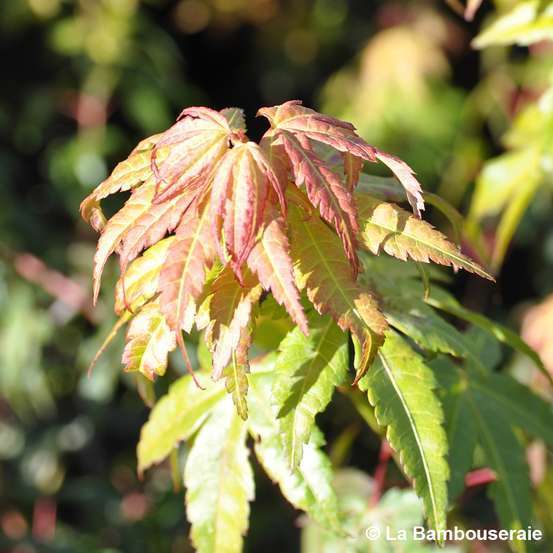 Acer Palmatum Katsura : C7L h.60/80cm