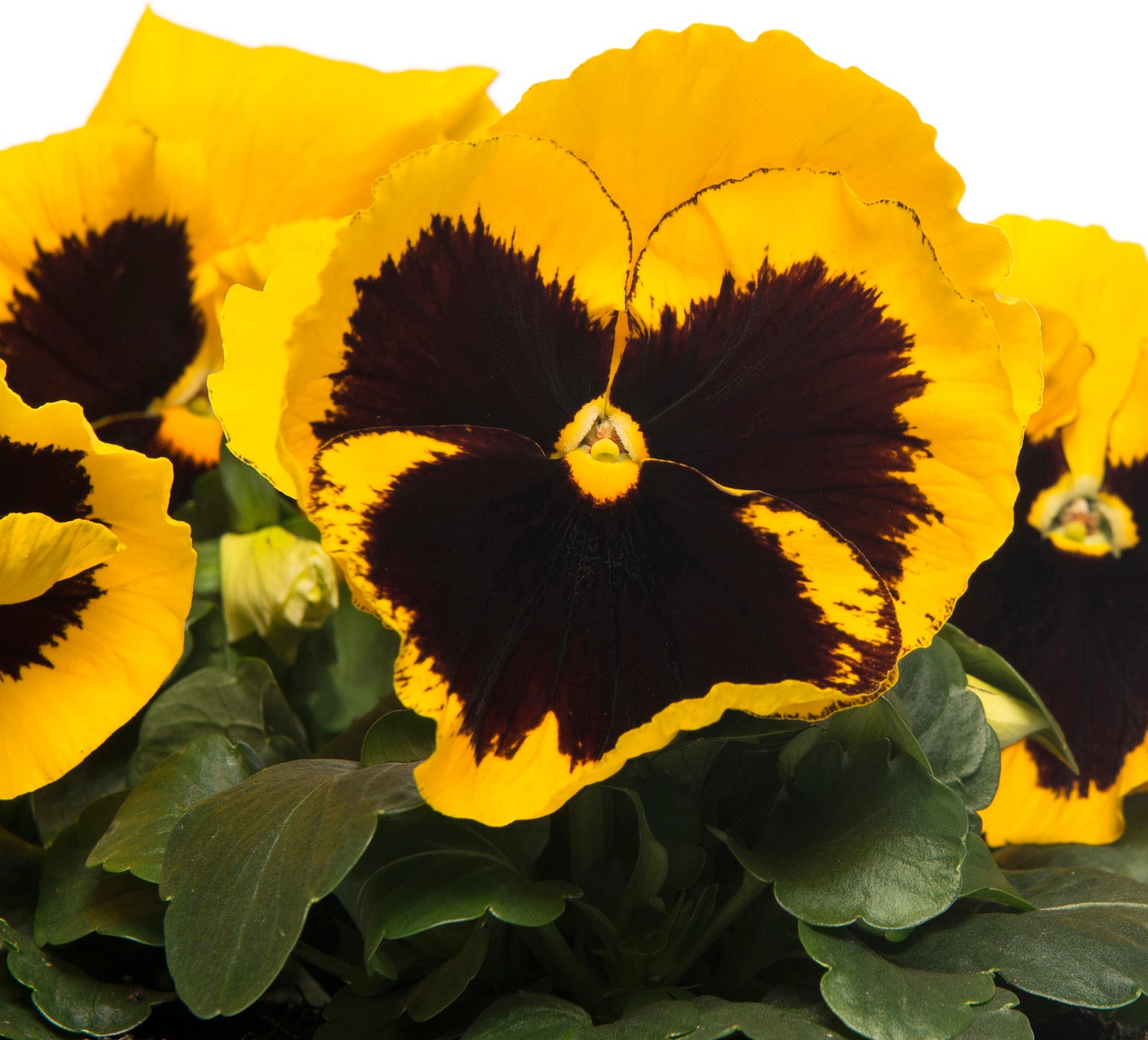 Viooltje (Viola F1) sixpack geel met oog D 9 H 10 cm