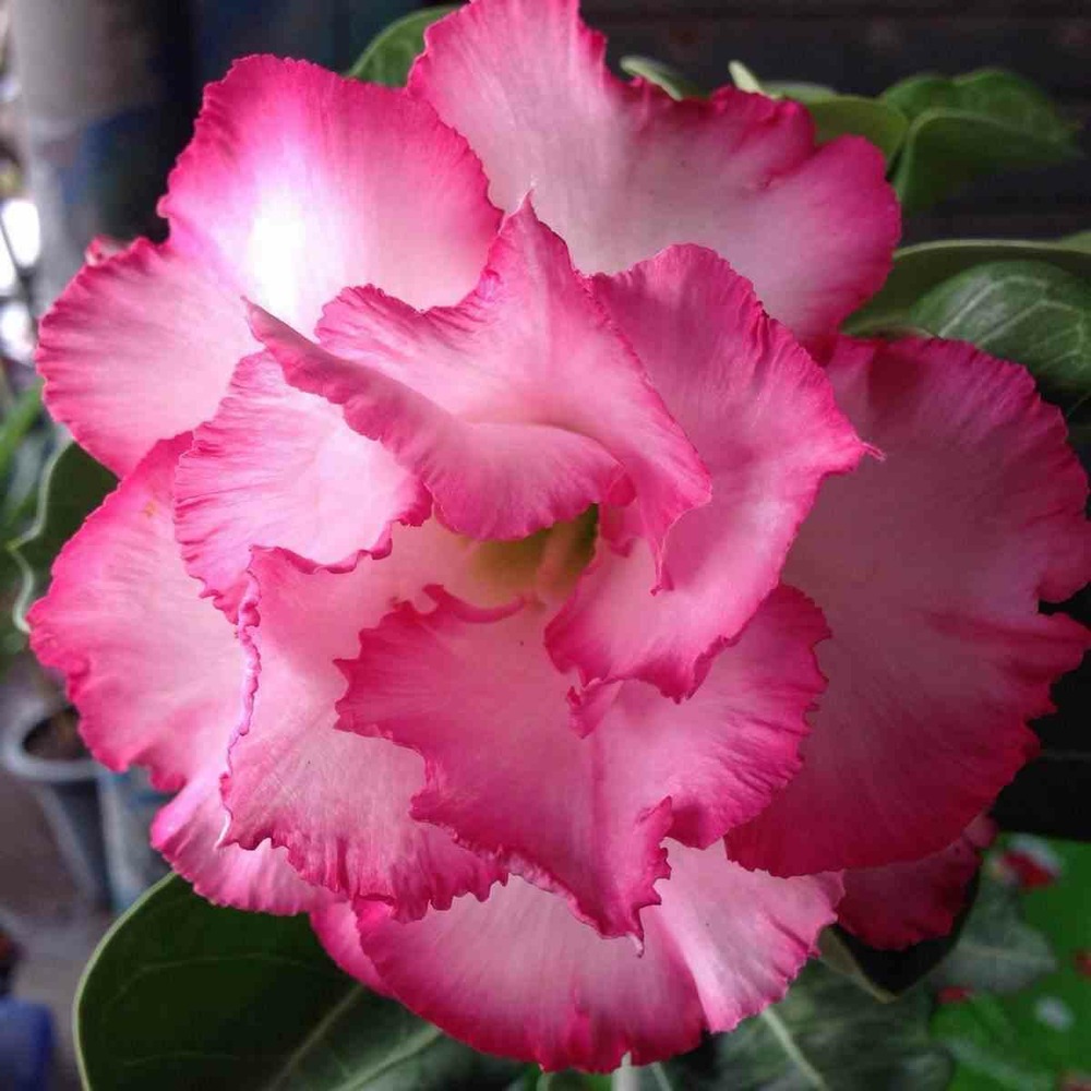 Adenium obesum cv.leera pink rose - taille caudex d'environ 300g 20/25cm