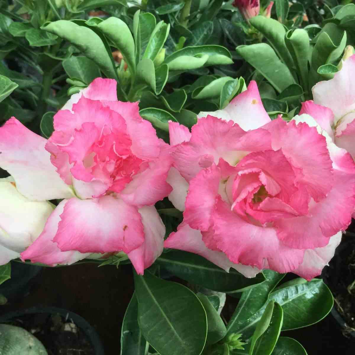 Adenium obesum cv.missteen rose - taille caudex d'environ 150g