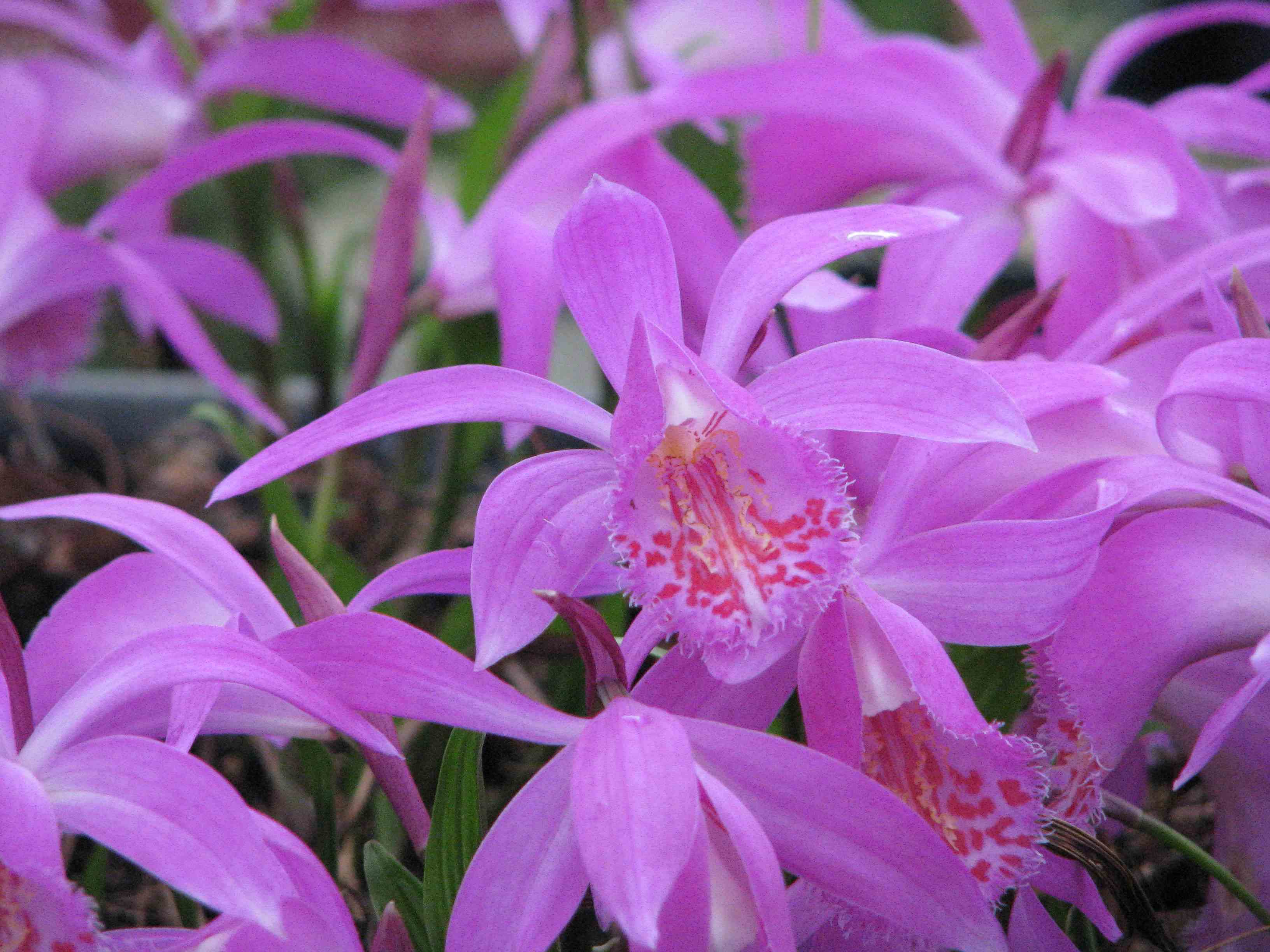 Pleione 