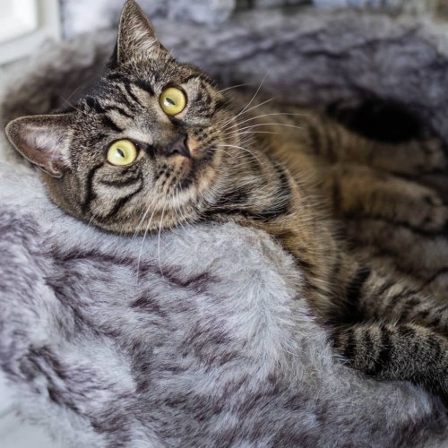 Cama de pelúcia nórdica para gatos District70, prateada