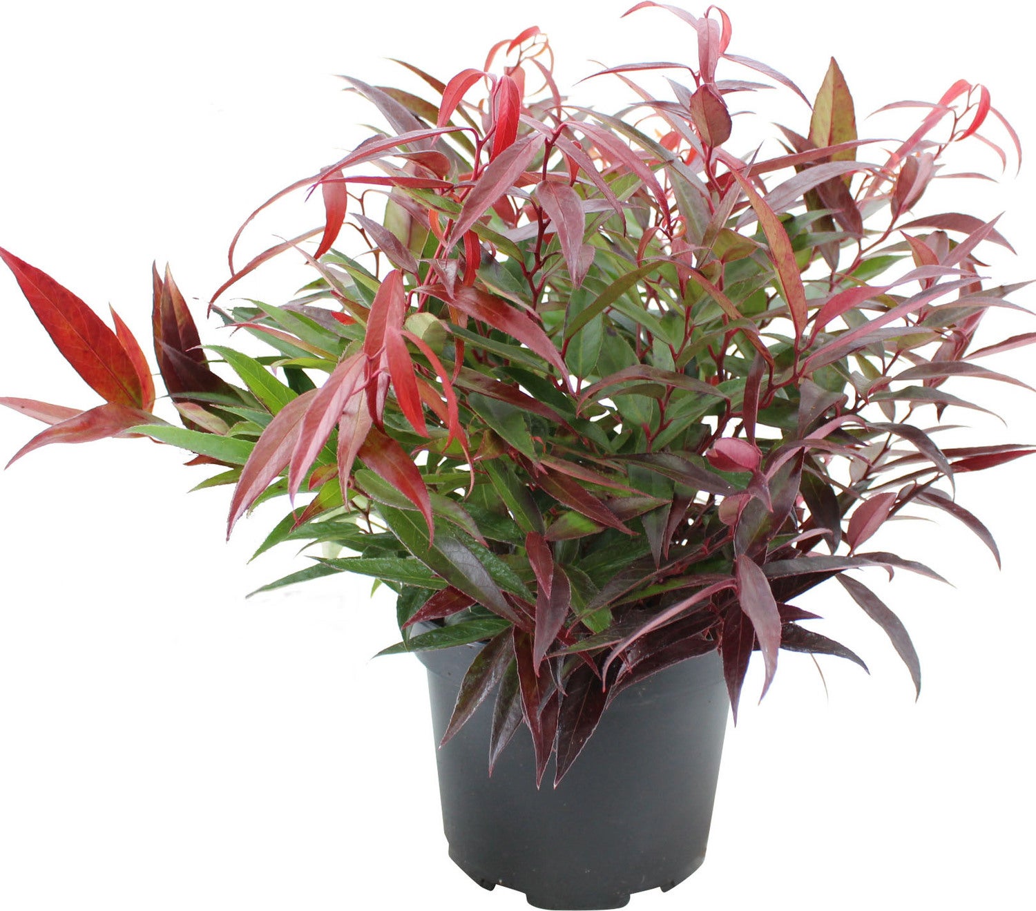 Druifheide (Leucothoe axillaris 'Burning Love') D 17 H 20 cm