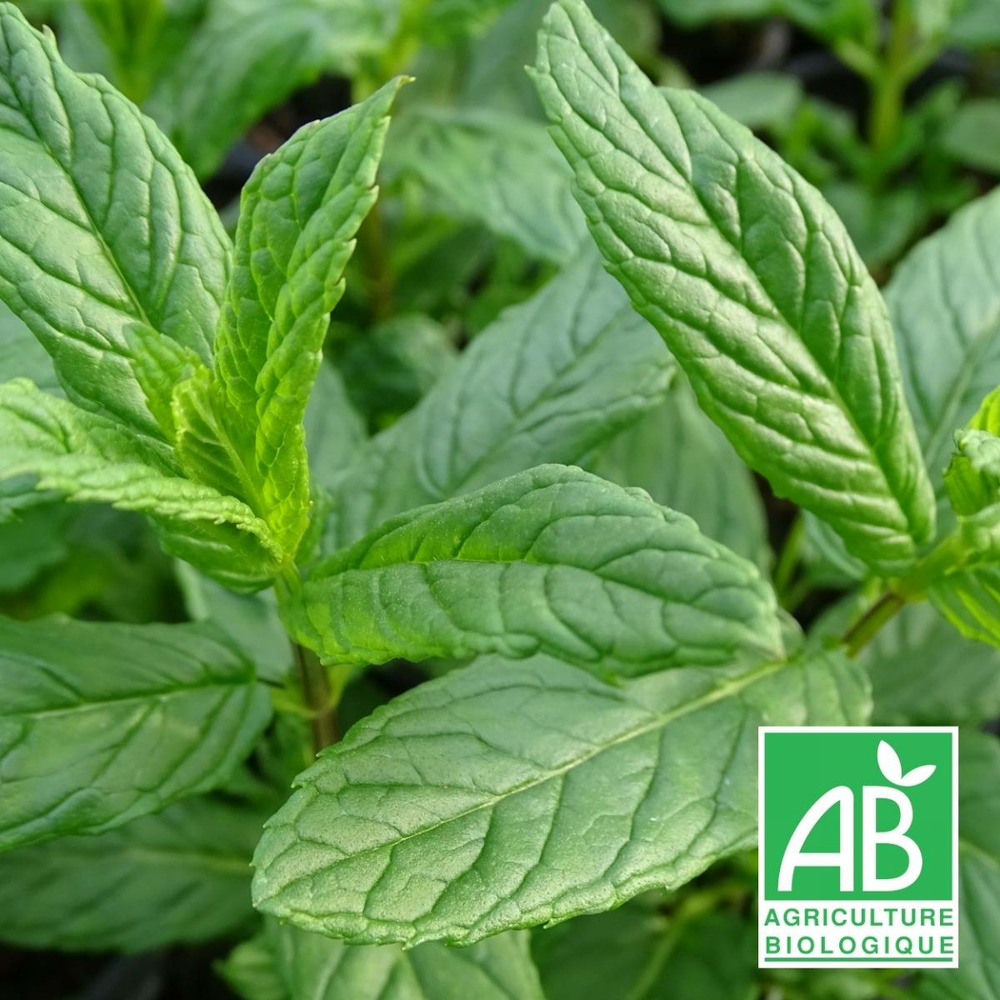 Menthe verte bio/mentha spicata[-]lot de 9 godets