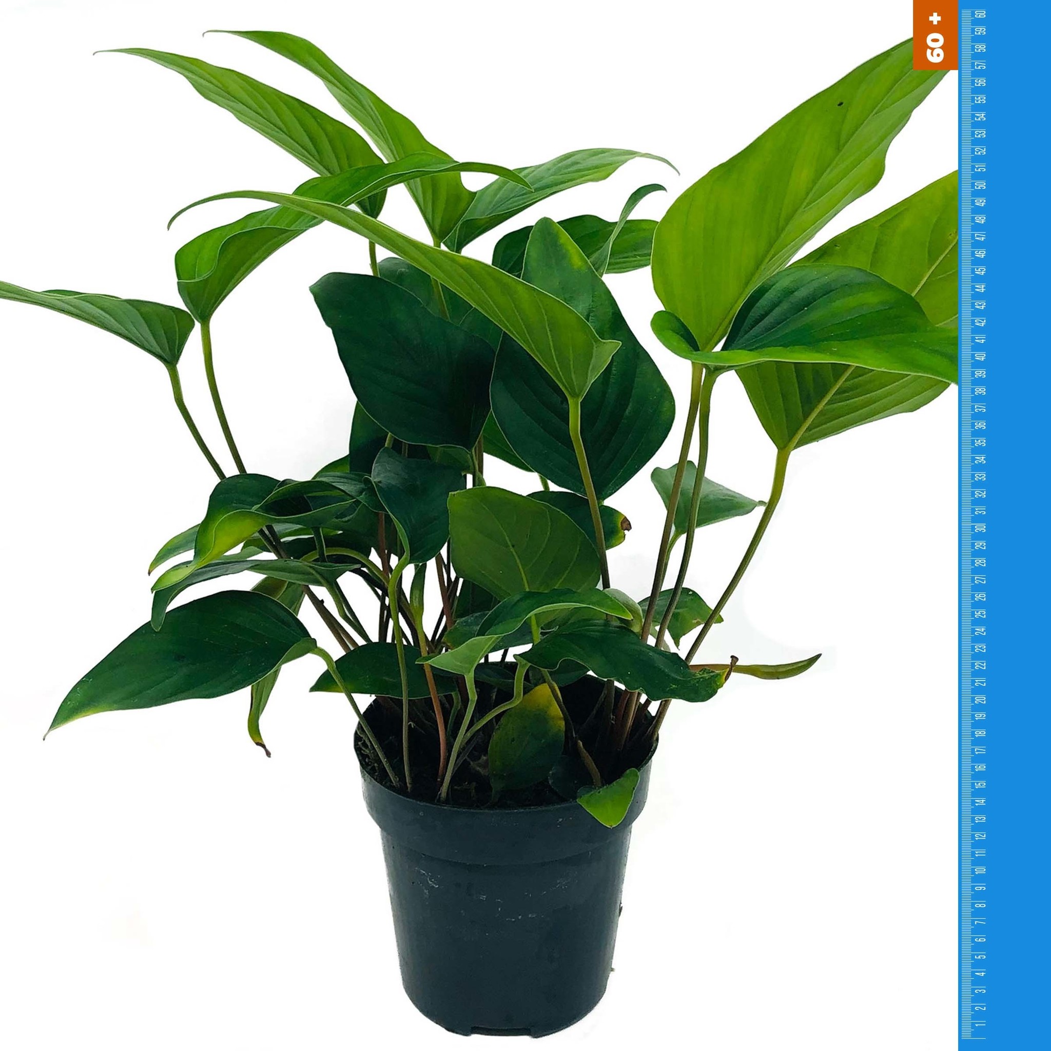 Anubias Hastifolia - Extra Groot