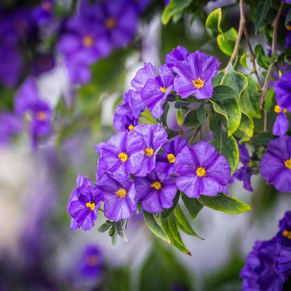 Nachtschade - Set van 3 - Lycianthes rantonnetii - Hoogte 25-40cm - ⌀9cm