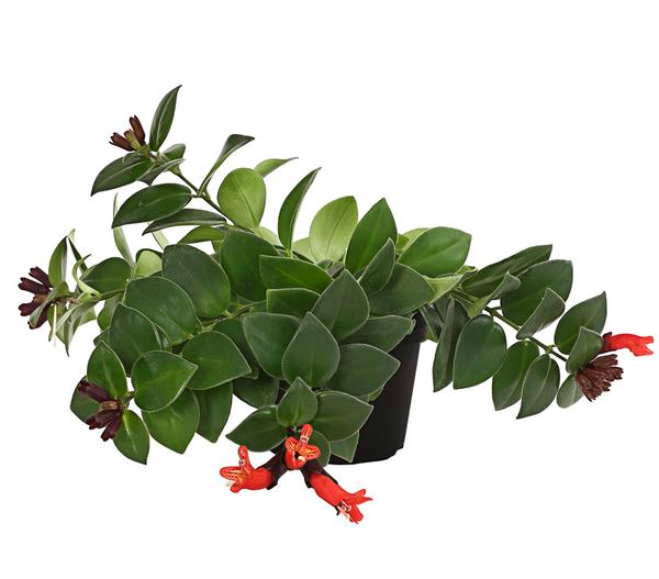 Schamblume - Aeschynanthus radicans 'Mona