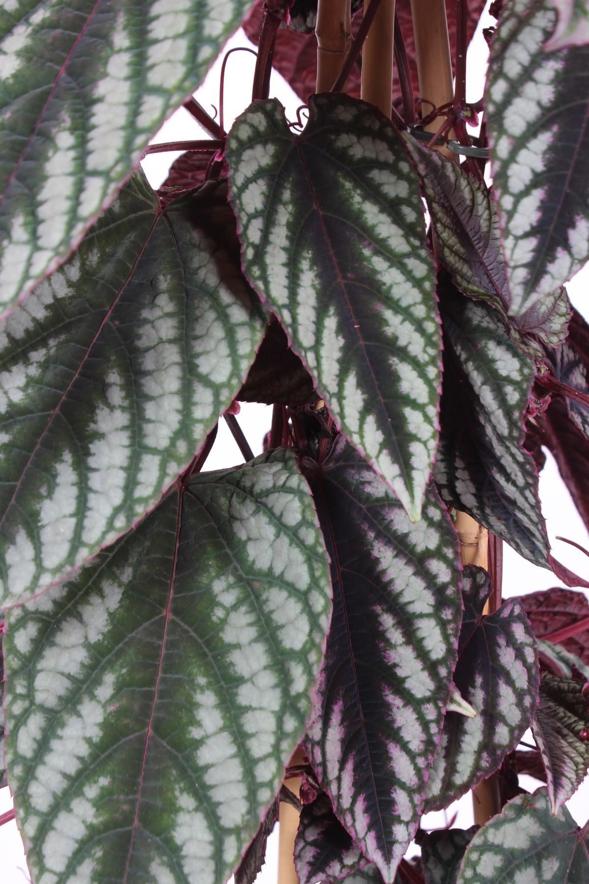 Begonia klimop (Cissus discolor) D 27 H 150 cm