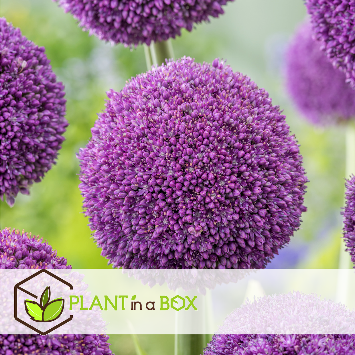Allium ambassador - bulbes à fleurs x6 - violet / sphériques