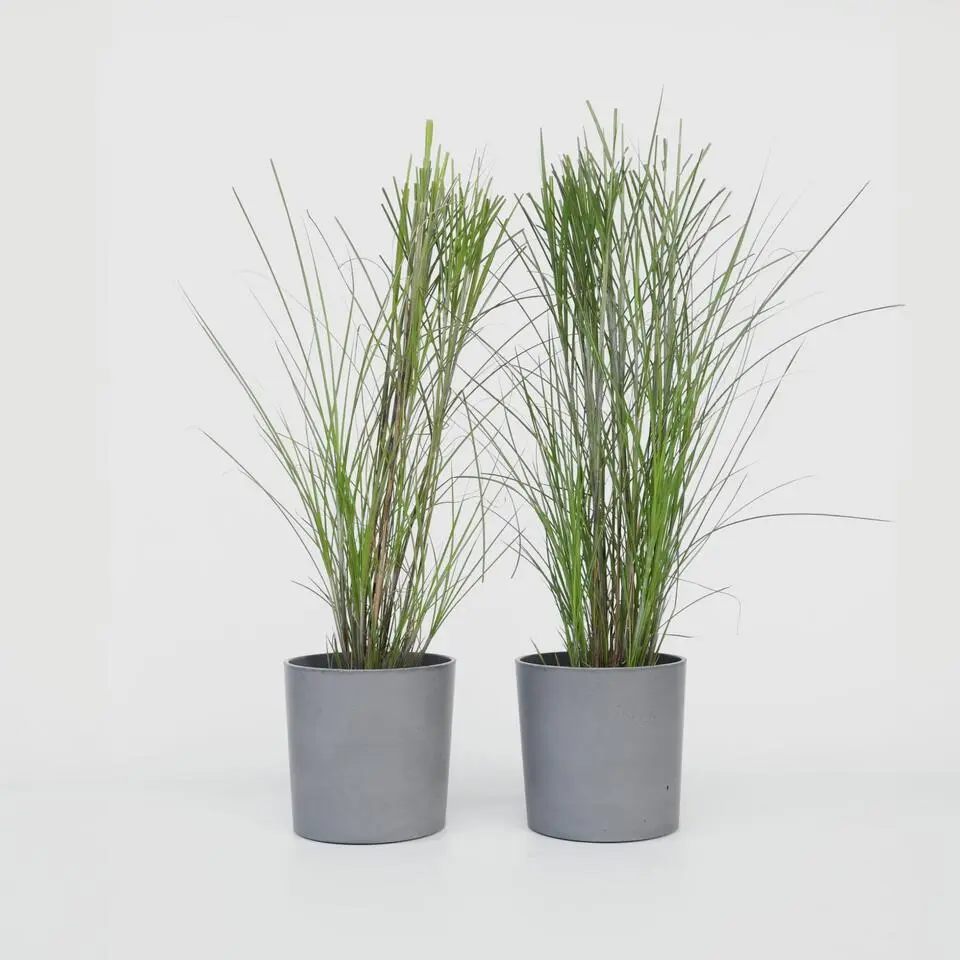 Prachtriet - Set van 2 - Miscanthus 'Gracillimus' - Hoogte 40-60cm - ⌀23cm