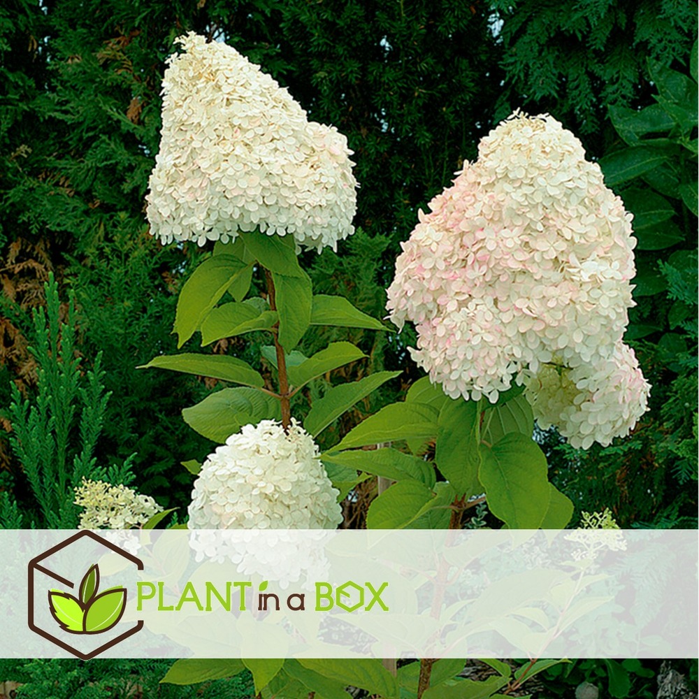 Hydrangea paniculata - mélange de 6 - jardin - pot 9cm - hauteur 25-35cm