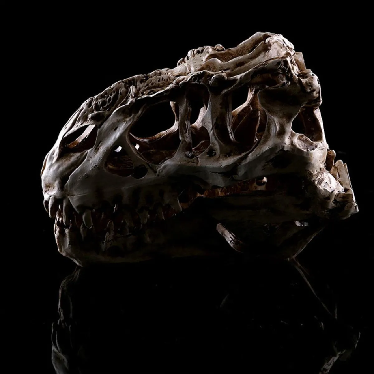 Universal Rex Skull Dinosaur Resin Artisanal