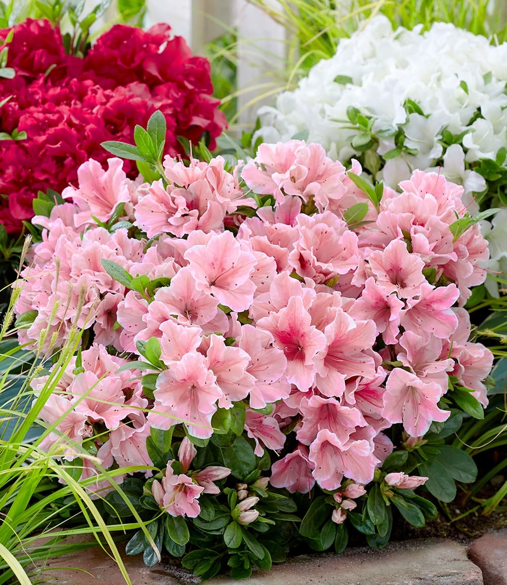 Zwerg-Azalee 'Encore® Autumn'