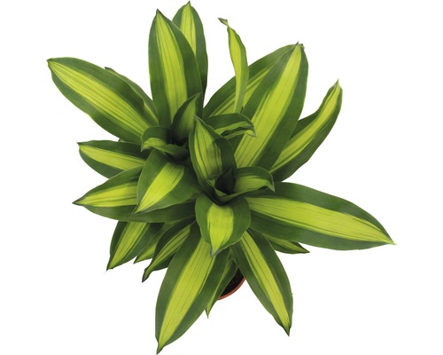 Kamerplanten Groen Mix FloraSelf H 120-140 cm Ø 24 cm Pot diverse soorten 1 st.