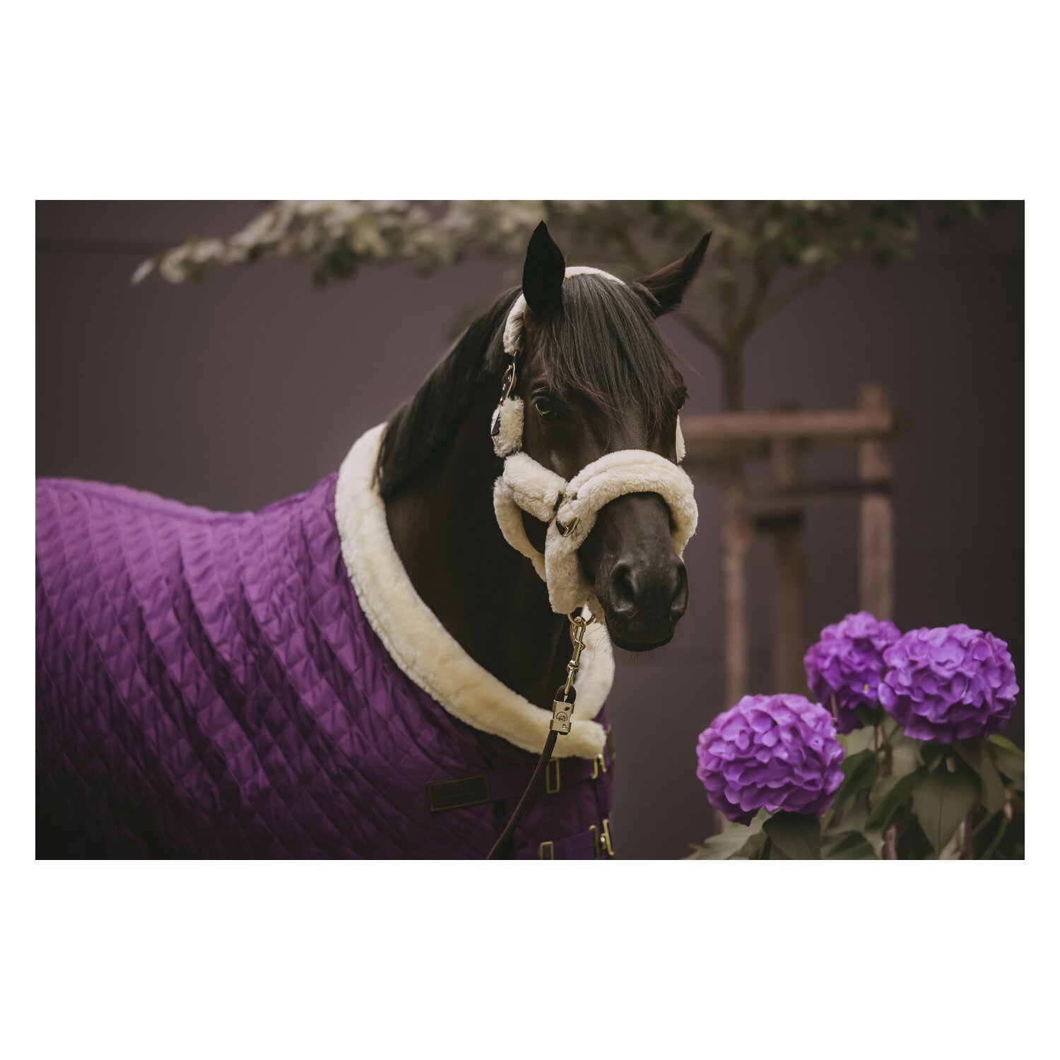 KENTUCKY Show Rug - purple royal