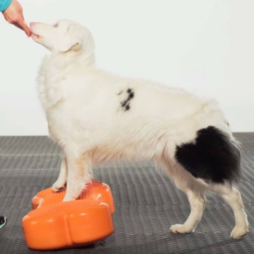 Plataforma de equilíbrio para animais de estimação laranja