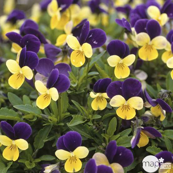 Viola cornuta : coupe Ø 27 cm - Coloris variables