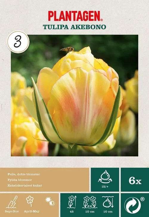Tulipa gesneriana (Late double flowering Group) 'Akebono' Tulipan 'Akebono'