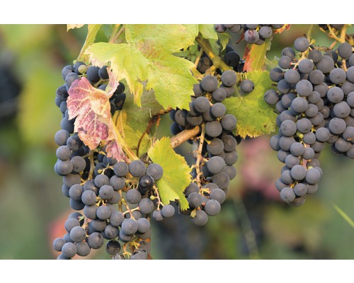 Biologische tafeldruif FloraSelf Bio Vitis vinifera 'Regent' Co 3 L