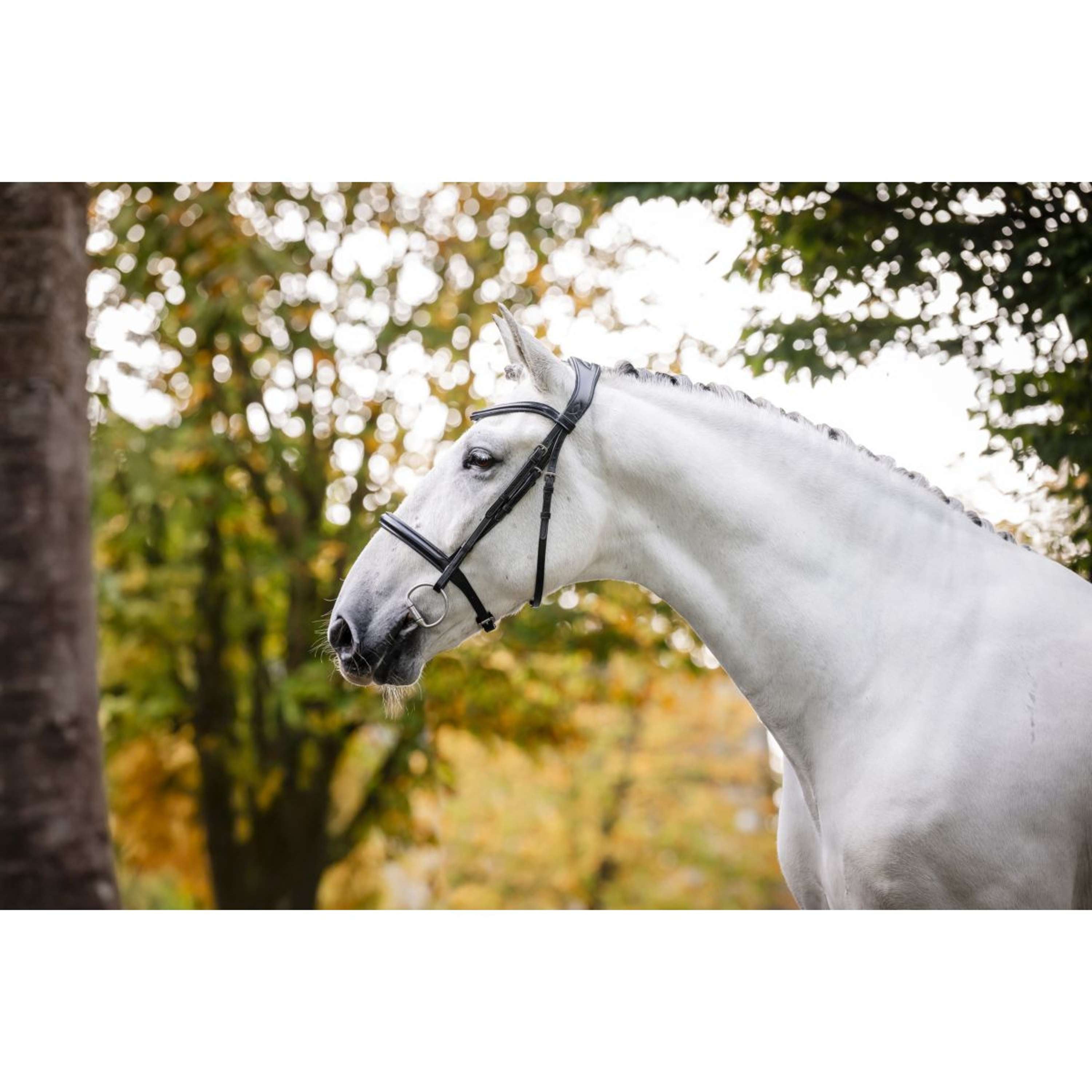 Horseware Hoofdstel Cavesson Zwart