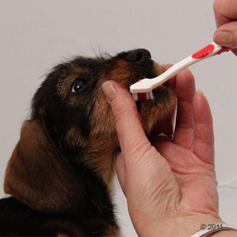 Lot brosse à dents et dentifrice beaphar Dog-A-Dent à prix discount sur bitiba.fr