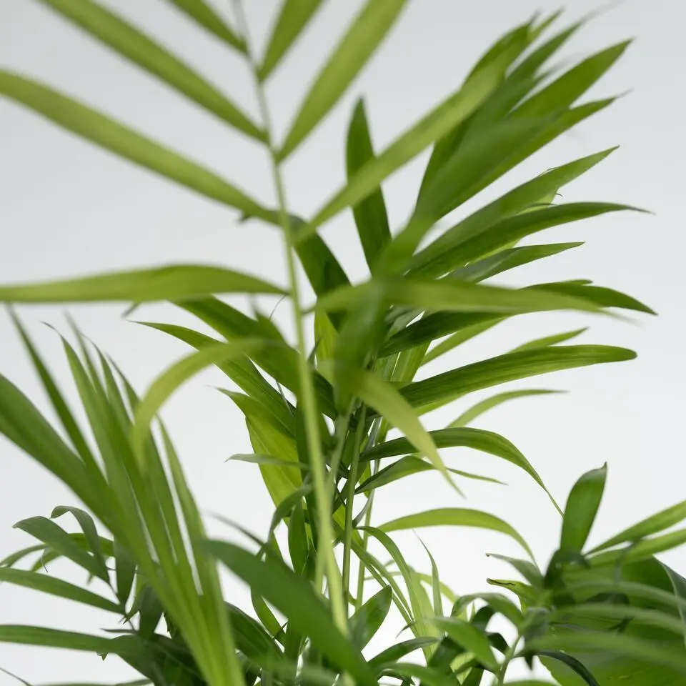 Kamerplantenset - Set van 4 - Hoogte 25-40cm - ⌀12cm