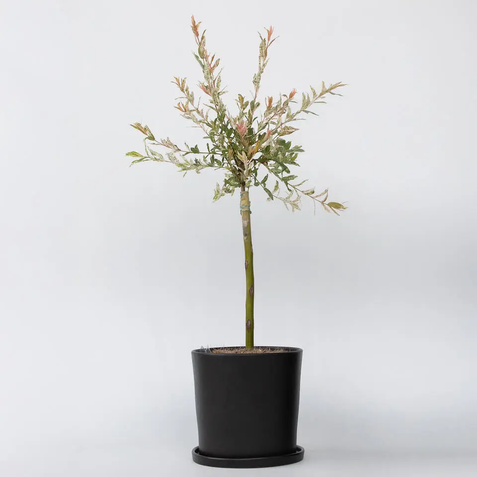 Bonte Wilg - Salix integra ´Flamingo' - Hoogte 60-80cm - Pot 17cm