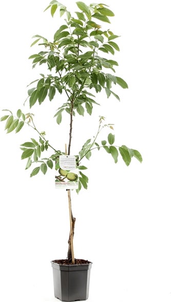 Intratuin biologische Walnoot (Juglans regia 'Buccaneer') D 24 H 120 cm