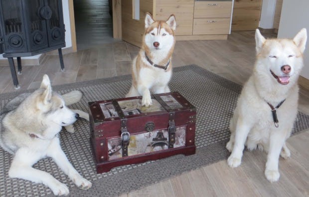 Schlittenhunde Workshop Kulz in der Oberpfalz