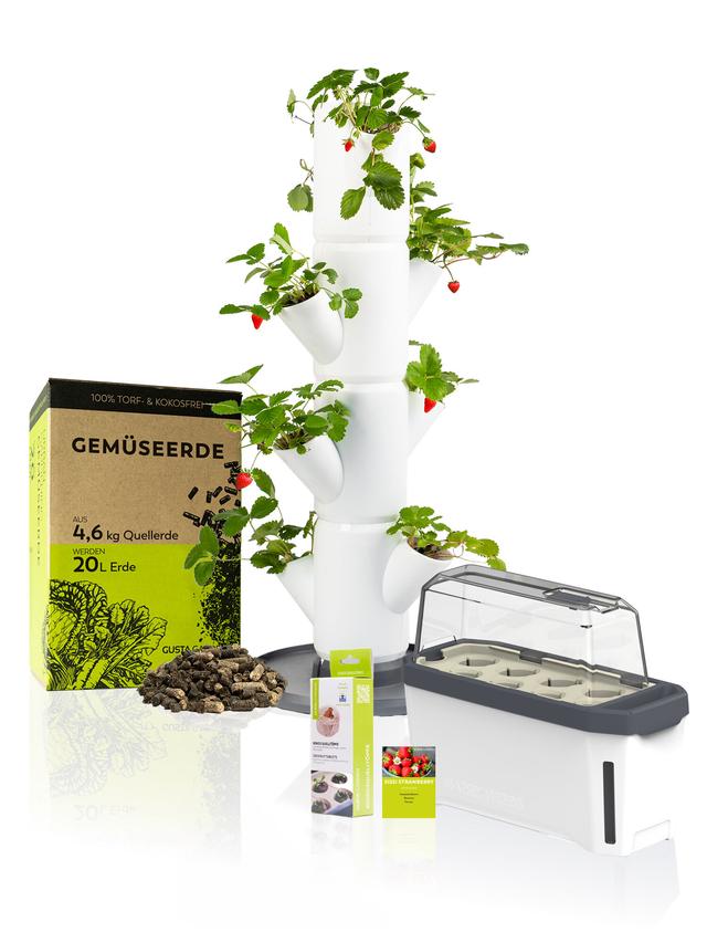Erdbeeren Starter-Set