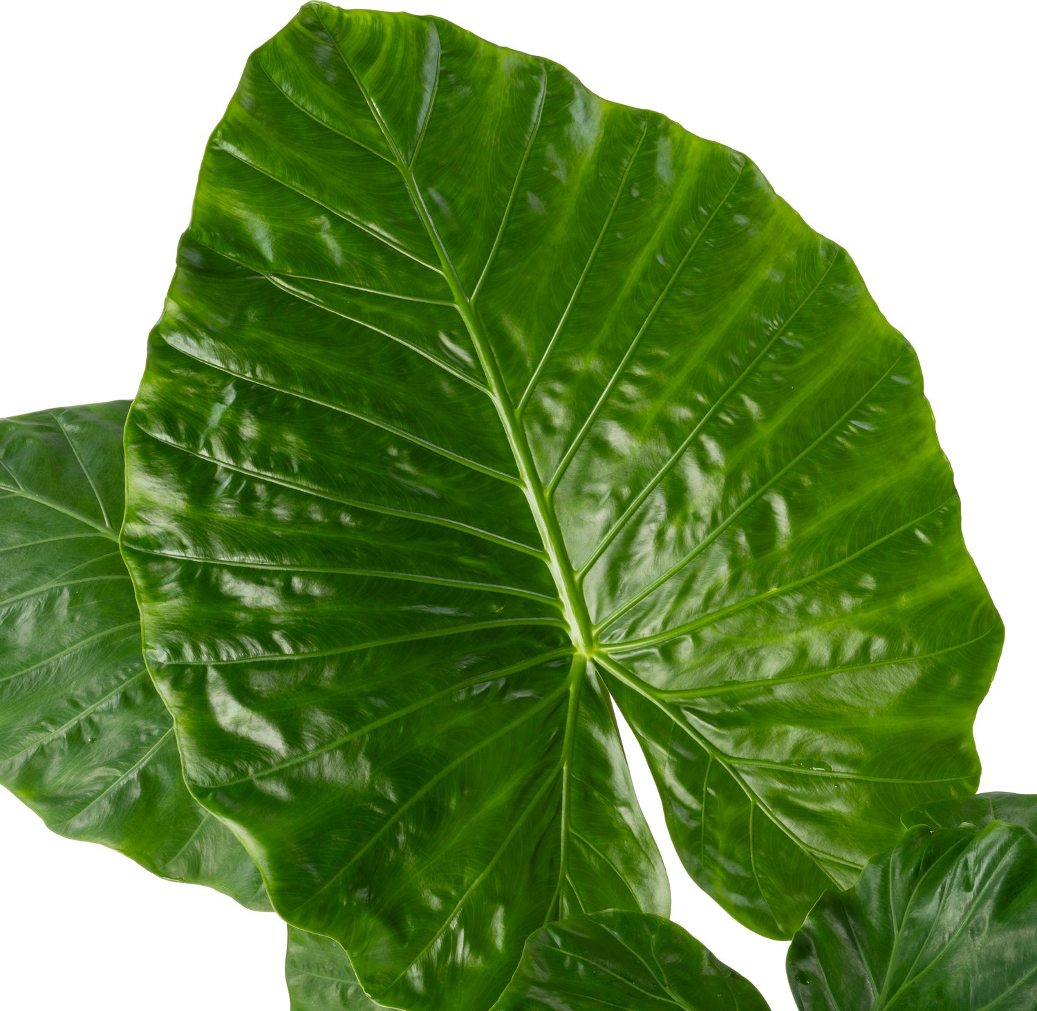 Alocasia (Alocasia 'Imperial Red') D 24 H 110 cm