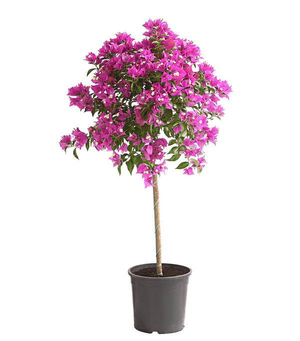 Drillingsblume, Stämmchen