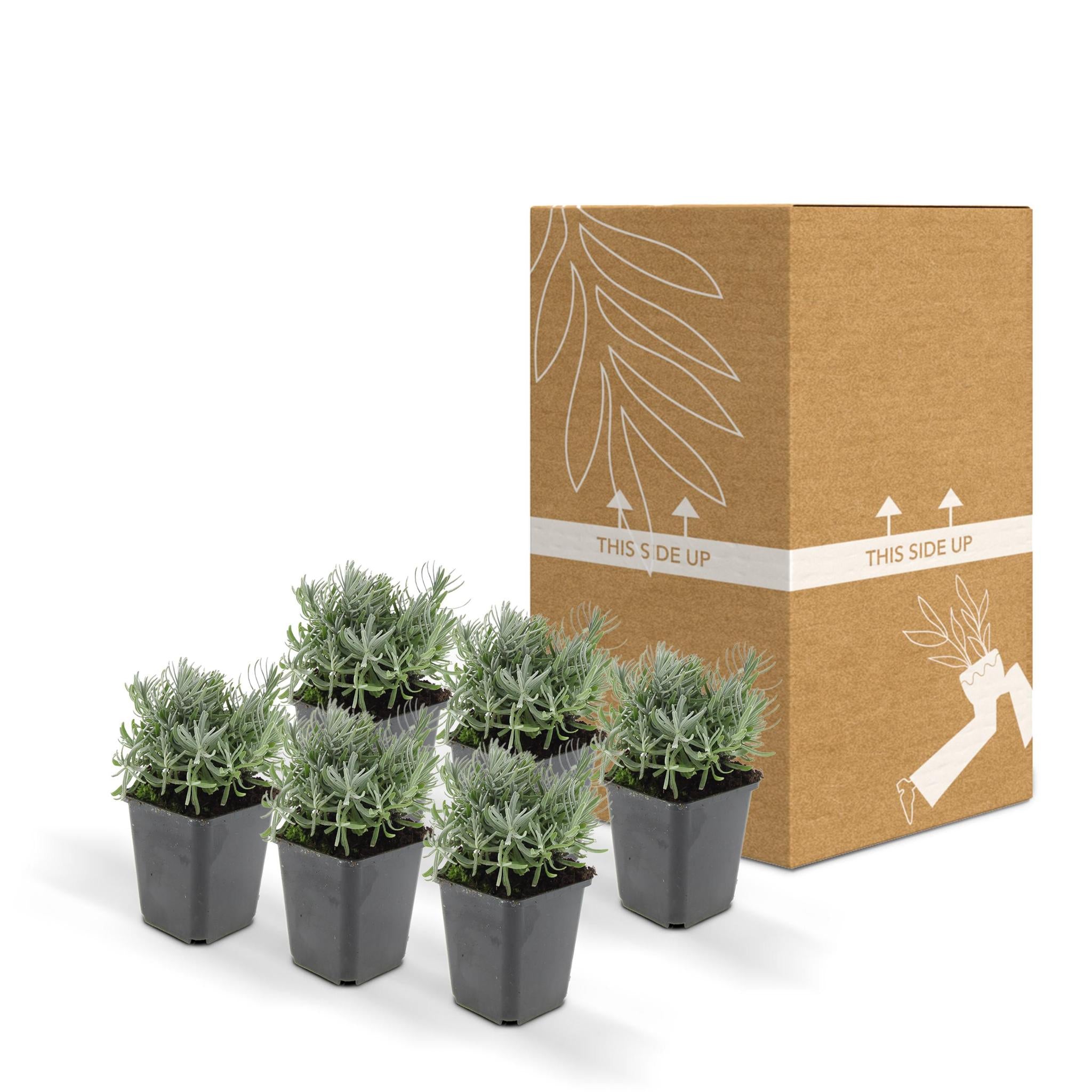 Lavande 'hidcote' - lot de 6