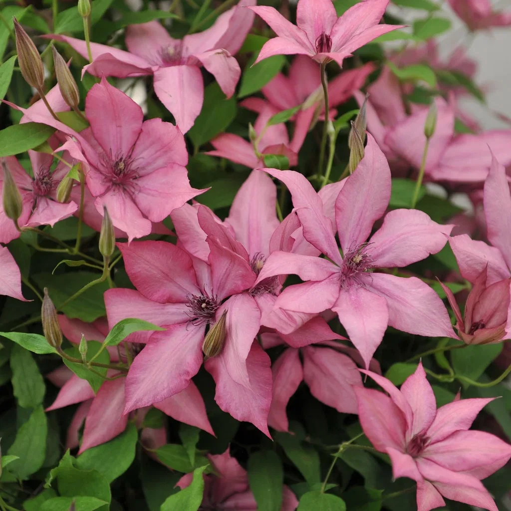 Clematis GISELLE Hageklematis GISELLE Ø23 cm