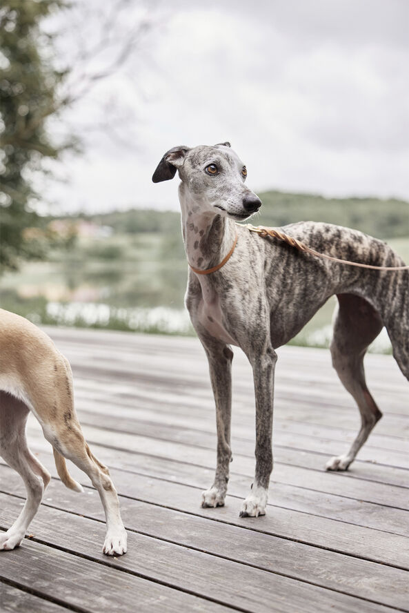 OYOY Living Design Robin Hundehalsbånd - Stor Natur