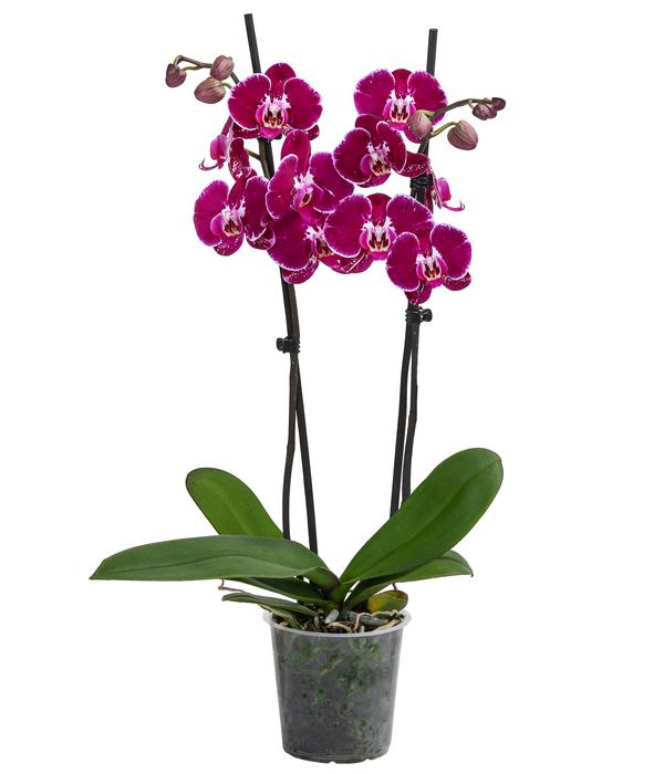 Schmetterlingsorchidee - Phalaenopsis